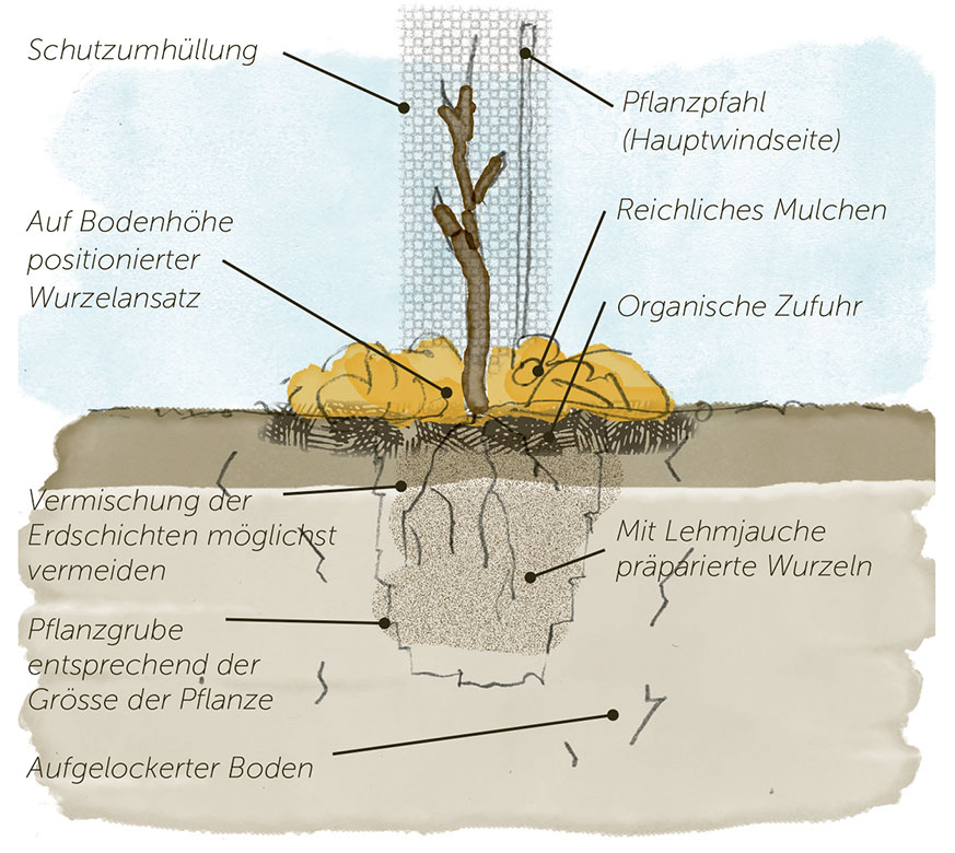 Hinweise zur Pflanzung eines Agroforstsystems