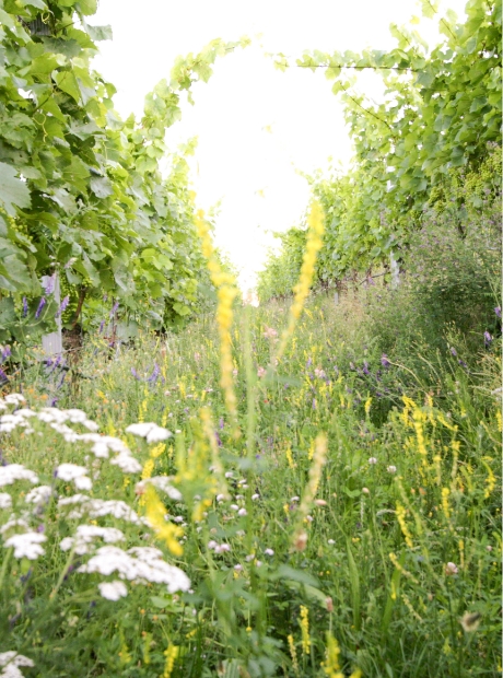 Weinbau nach der Delinat-Methode