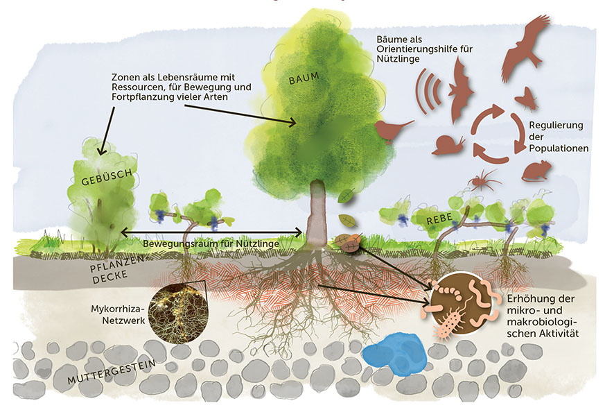 Vorteile eines Agroforstsystems